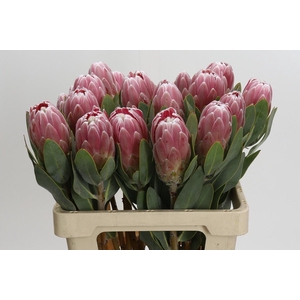 Protea Penny Pink