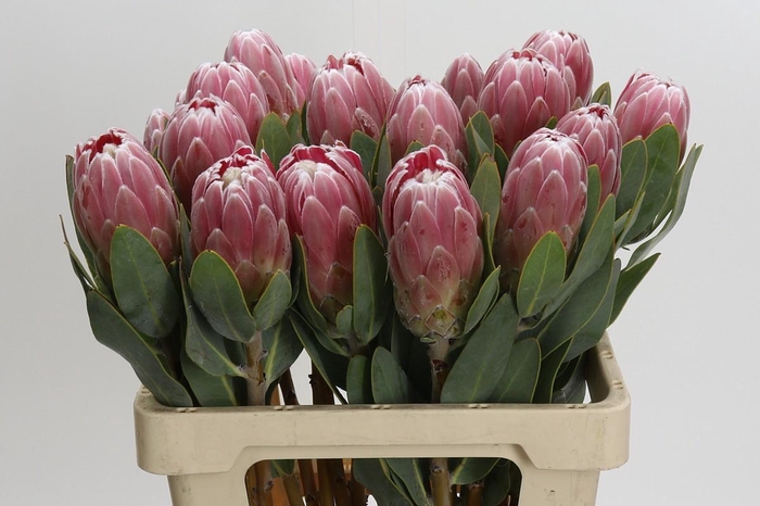 <h4>Protea Penny Pink</h4>