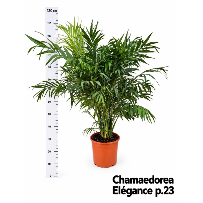 <h4>CHAMAED ELEGANS</h4>