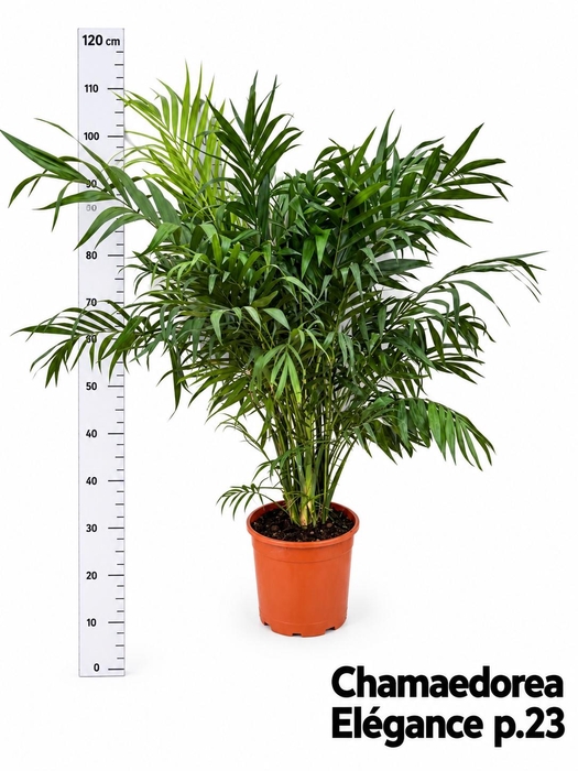 CHAMAED ELEGANS