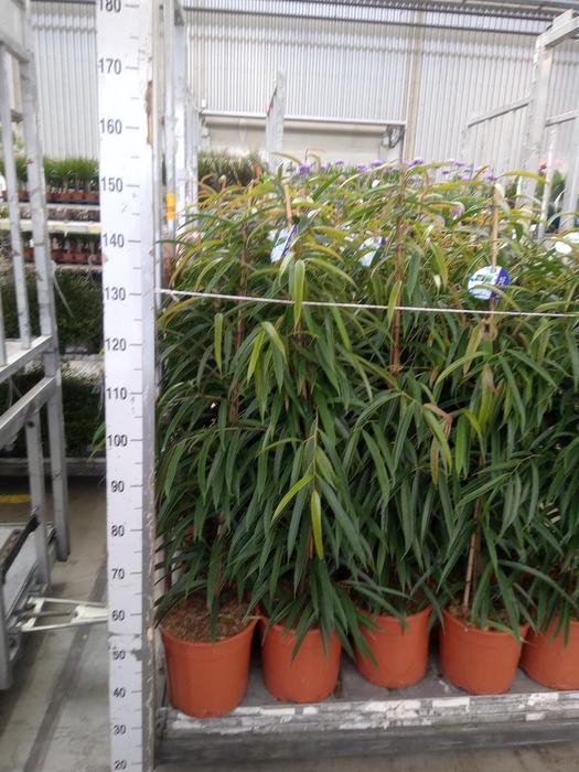 <h4>Ficus binn. 'Alii'</h4>