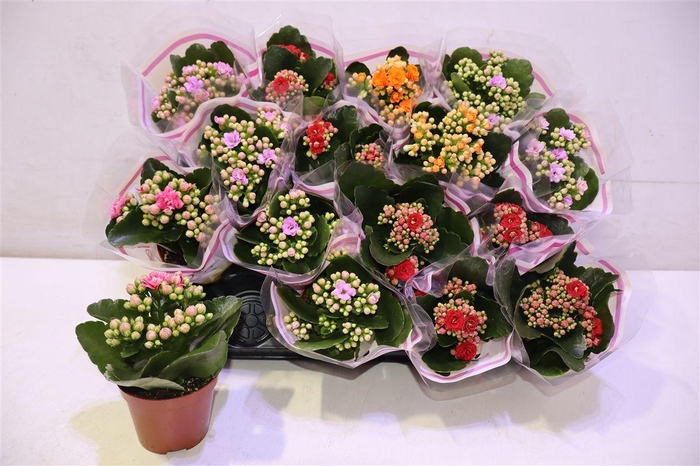 <h4>Kal Ge Gem 4 Kl</h4>