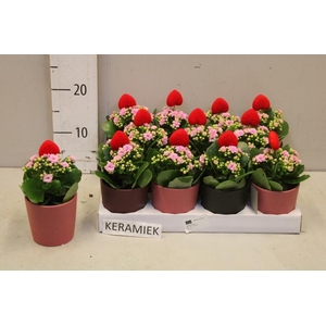 ARR KALANCHOE