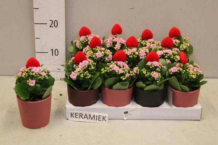 <h4>ARR KALANCHOE</h4>