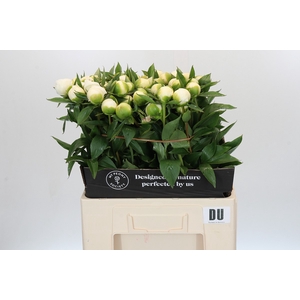 Paeonia Duchesse De Nemours