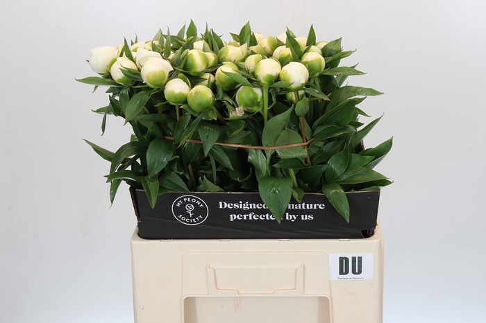 <h4>Paeonia Duchesse De Nemours</h4>