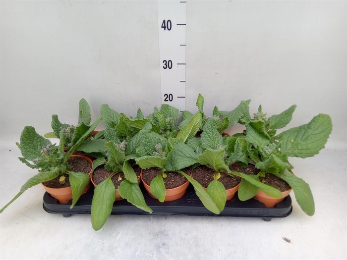 <h4>Tuinkruiden   ...</h4>