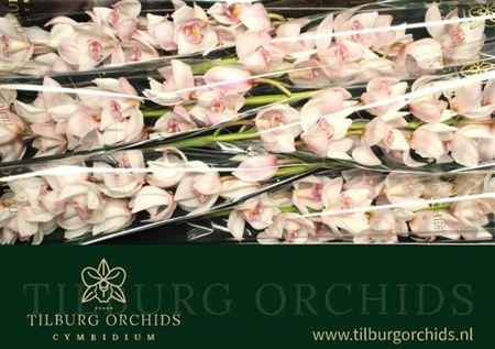 <h4>Cymb T Noorderlicht</h4>