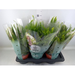 Nephrolepis exal. 'Green Lady'