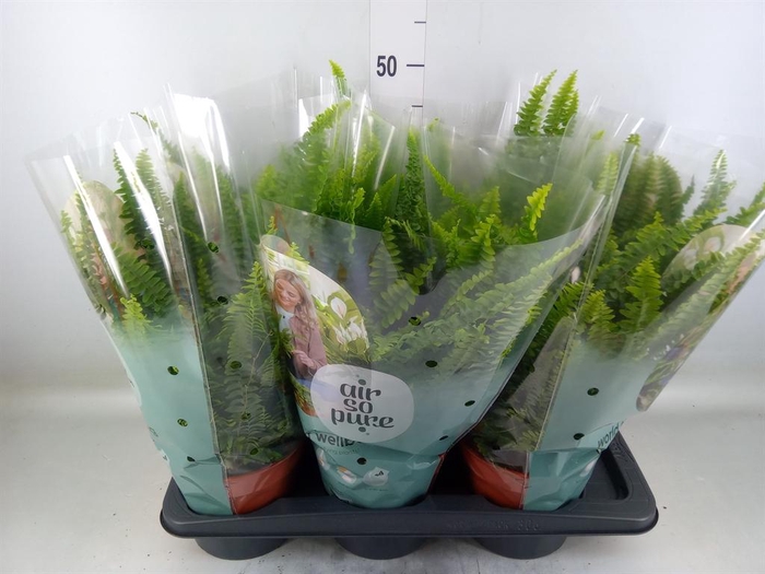 <h4>Nephrolepis exal. 'Green Lady'</h4>