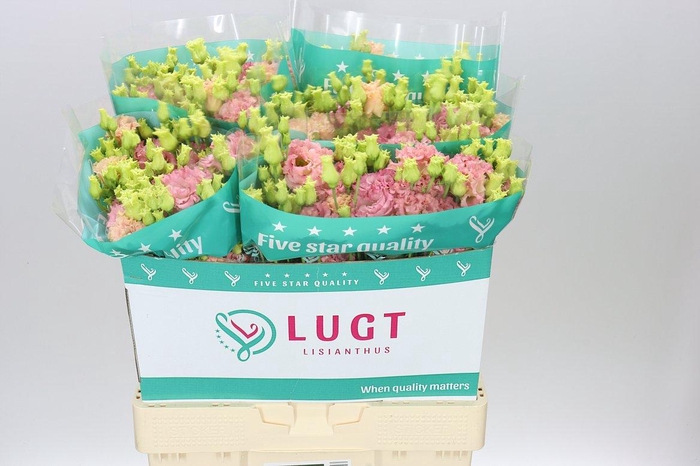 <h4>Eust Du Alissa Champ</h4>