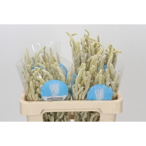 AMARANTHUS YEARMING DESERT*