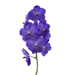 Vanda Midnight Blue X16