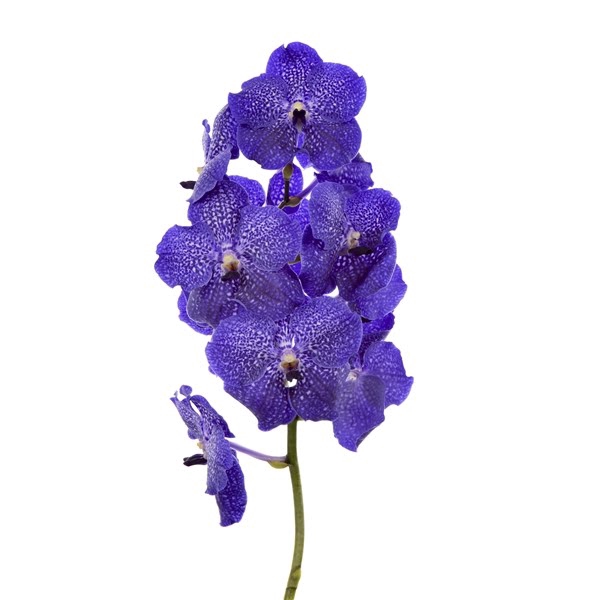 <h4>Vanda Midnight Blue X16</h4>