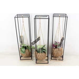 arr3 Kokoplant - Hang bol frame x8