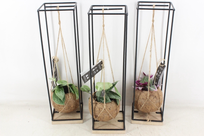 <h4>arr3 Kokoplant - Hang bol frame x8</h4>