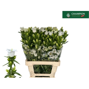 CAMP CHAMPION WHITE