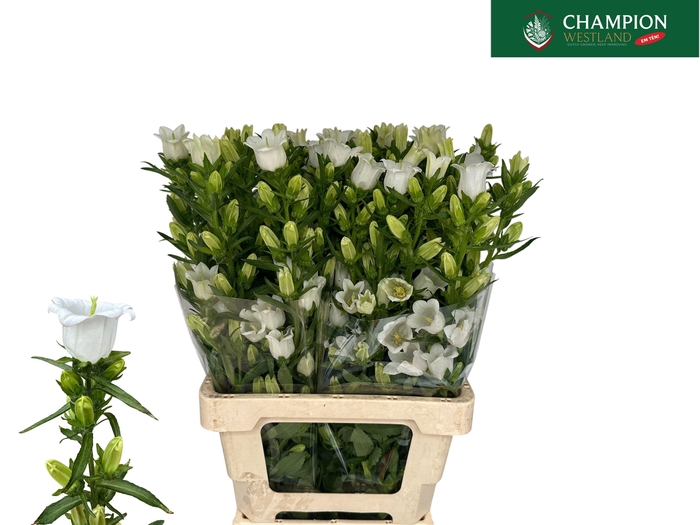 <h4>CAMP CHAMPION WHITE</h4>