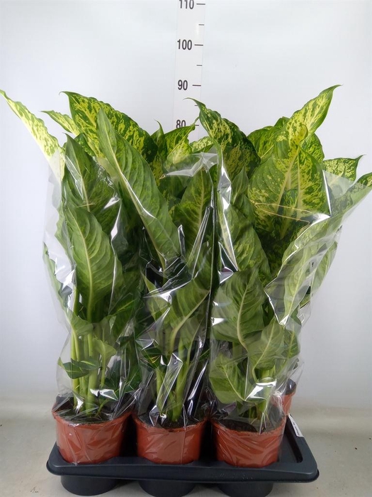 <h4>Dieffenbachia 'Mars'</h4>