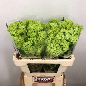 Viburnum L.50 4+flowers