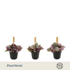Tradescantia Sweetness P5.5