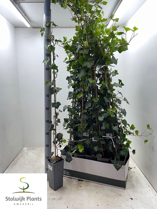 <h4>HEDE HIBERNICA</h4>