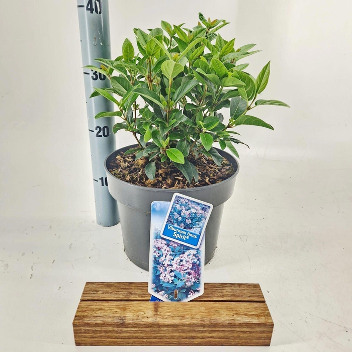 <h4>Viburnum Anvi</h4>