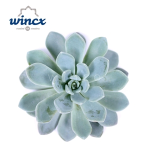 Echeveria Elegance Cutflower