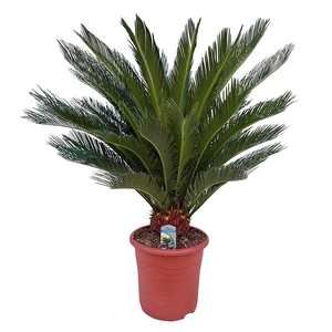 Cycas revoluta