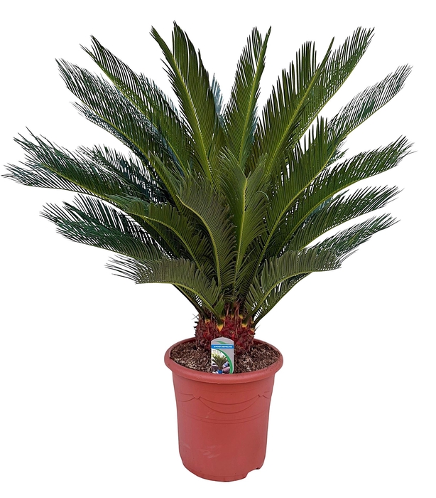 <h4>Cycas revoluta</h4>