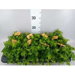 Peperomia rotundifolia