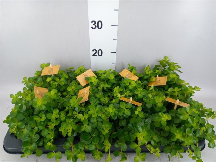 <h4>Peperomia rotundifolia</h4>