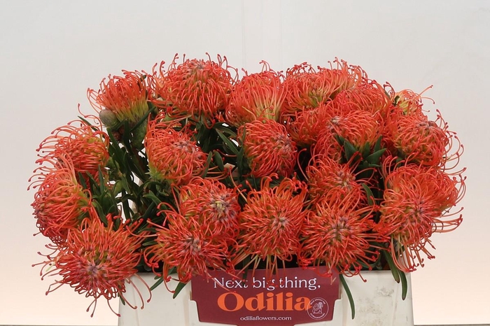 <h4>Nutans Succession</h4>