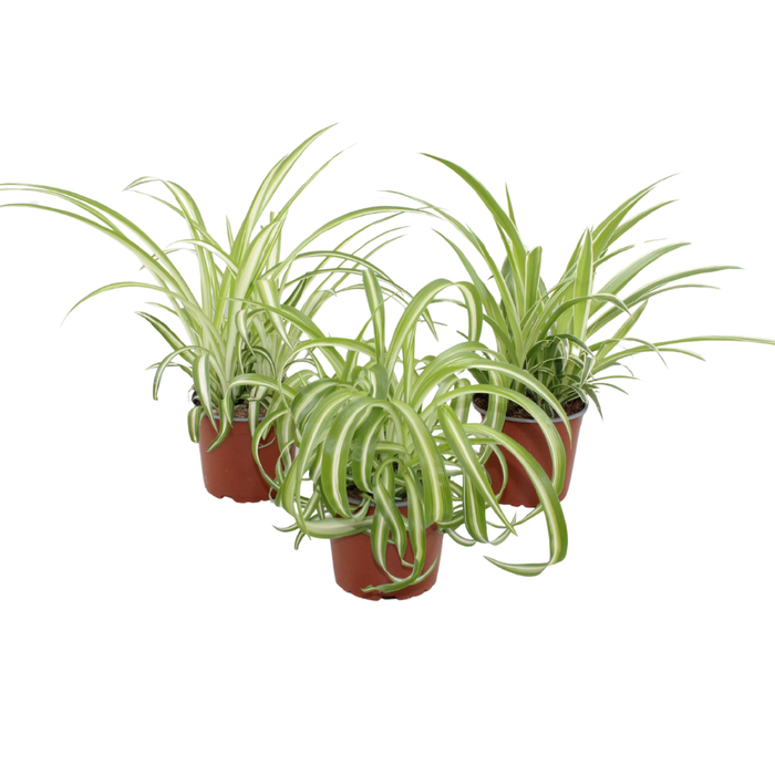 <h4>Chlorophytum mix</h4>