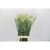 Nerine Adele