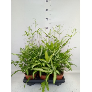 Pteris cretica 'Albolineata'