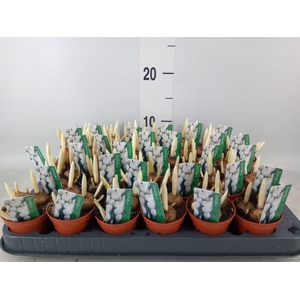 Crocus vernus 'Jeanne d'Arc'