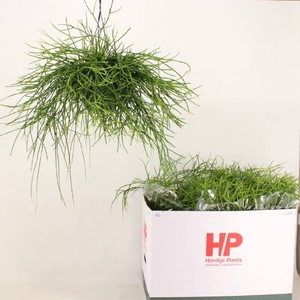 RHIPSALIS PULCHRA