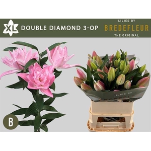 LI OR DU DOU DIAMOND