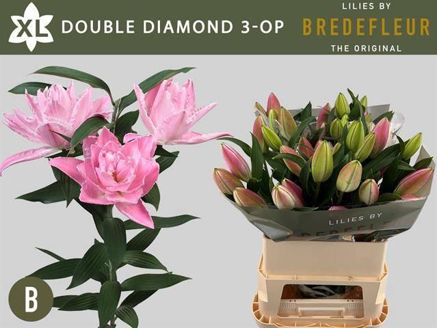 <h4>LI OR DU DOU DIAMOND</h4>