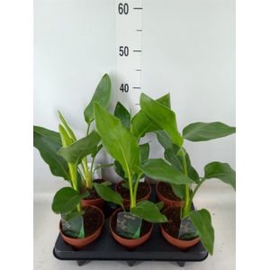 Strelitzia reg.   ...no flowers