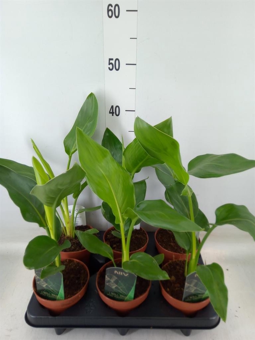 <h4>Strelitzia reg.   ...no flowers</h4>