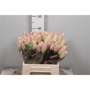 R Gr Pink Athena