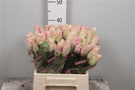 <h4>R Gr Pink Athena</h4>