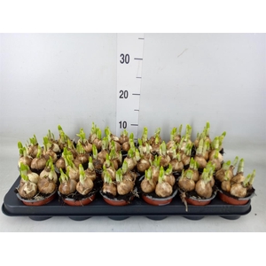 Narcissus  'Tete a tete'