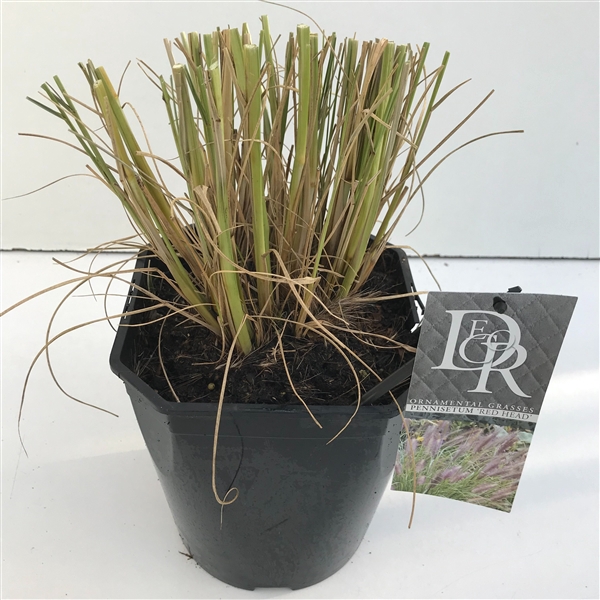 <h4>Pennisetum 'Red Head'</h4>