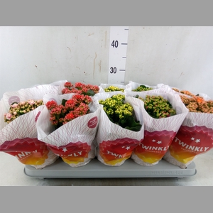 Kalanchoe blos. 'Perfecta'  ..mix 5