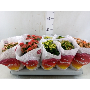 Kalanchoe blos. 'Perfecta'  ..mix 5