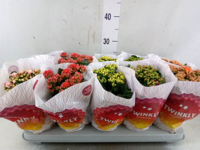 <h4>Kalanchoe blos. 'Perfecta'  ..mix 5</h4>
