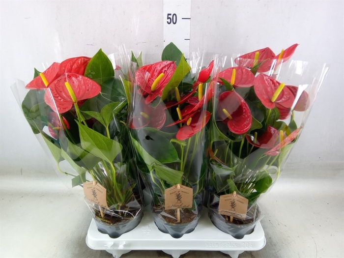 <h4>Anthurium  'Diamond Red'</h4>